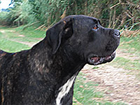 cane corso tigrato